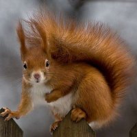 RedSquirrel(@RedSquirrel67) 's Twitter Profile Photo