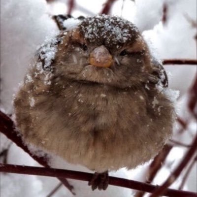 Let there be peace. 🌬🎐🕊 @larkchirp🌛🌓 🎄☃️❄️ oh! ❄️❄️❄️ ;-) 💐 🥨🍵🍋🟩🍲