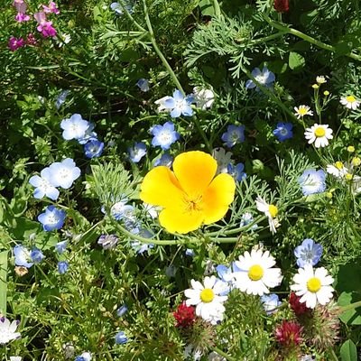 🐽🌳🌼🍀🌼さんのプロフィール画像