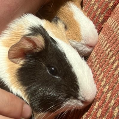 We are Nibbles and Popcorn! Two female sibling Guinea Pigs!