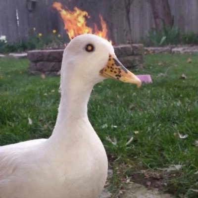 PiesMakeMeCry's profile picture. She/It, 20YO woops