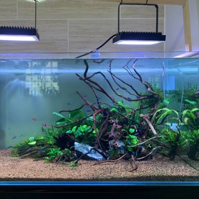 金魚飼育休止中。その内復活予定! 今は熱帯魚、水草メインになります🤔アクアリウム垢の方と繋がりたい(^^)