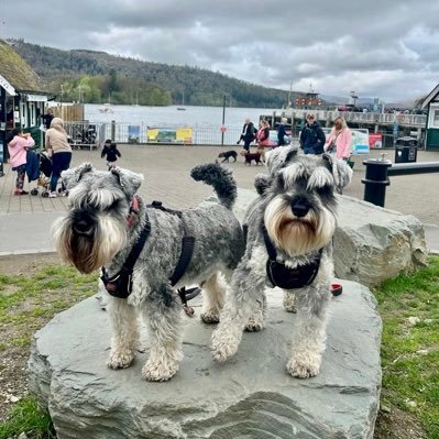 Schnauzers with attitude and just damn cute, wufz Giaff & Blue Dude Dawg and noms 🐾 Member of #ZSHQ 🇬🇧 Raaaaarrrrhhhhh 🧟‍♂️ #SchnauzerGang
