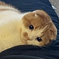 ★ 𝓷𝓾𝓼𝓴𝓪⁷★ (@studzepieklo) 's Twitter Profile