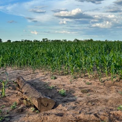 agroeco23's profile picture. 🇦🇷