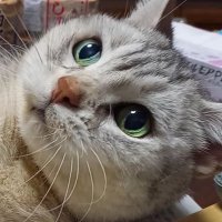 ゆるポジ🌸サリー😸🍀 (@0693afagfeg0rfe) 's Twitter Profile