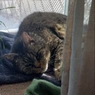 FeetMal's profile picture. (they/them) transmasc. Neurodivergent, chronically ill, probably in pain. Gardening, star trek, cats, disability justice. I am doing my best.