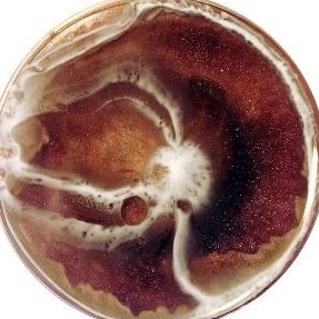 maxefic's profile picture. 