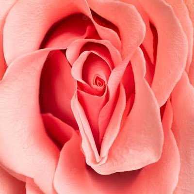 O perfeito mundo das rosas com e sem botões ! Aqui tem de todas a cores e tamanhos. Aprecie com moderação