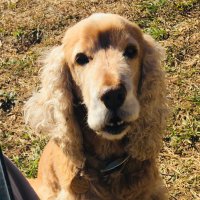 SirJohnSamsa (@sirjohnsamsa) 's Twitter Profile