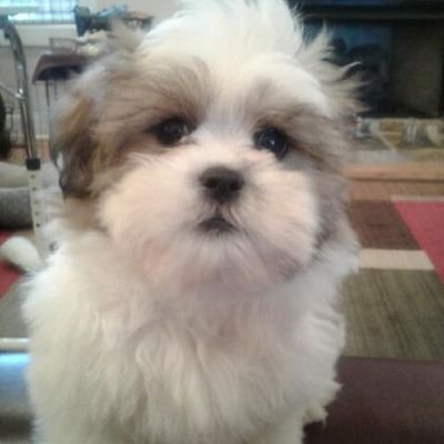 oddieman's profile picture. Business owner, Employer, Conservative, Christian, Trump Supporter, American Patriot.