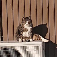 やっす (@pr2azrc5gxvndiv) 's Twitter Profile