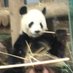 Chikurin_panda (@chikurin_panda) Twitter profile photo Chikurin_panda (@chikurin_panda) Twitter profile photo