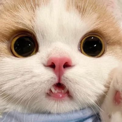 生年月日の年は捏造してます。 L'Arc-en-Ciel・Queen・都市伝説・保守派・九星気学・タロット・猫派・神社仏閣・引退馬・霊気・オカルト・結婚3回