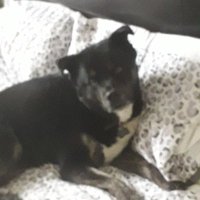 jo_annetts🐶🐕🐾💙 (@joeyannetts) 's Twitter Profile