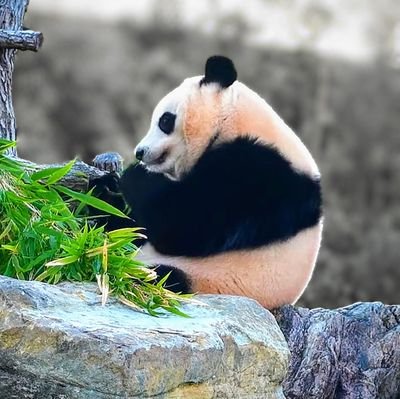 pandas005's profile picture. Go Go！3-D Matrix ！！