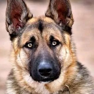 I love German shepherd