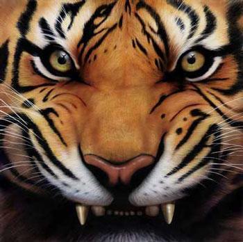 Pettiger01's profile picture. Expat Melbournian, AFL, Tigers and Dream Team fanatic, go Tiges!!!