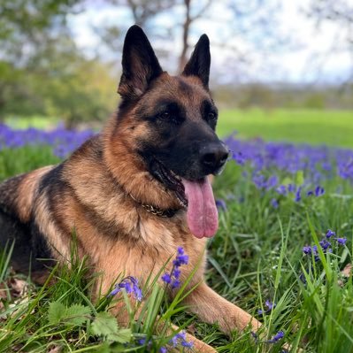 Our bakers and confectioners producing fresh produce daily Guildford Flames Fan German Shepherd Fan runner