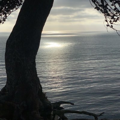 _shalluf's profile picture. 