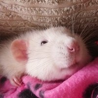 Sir Appa, Lord Momo & Presidemt Hawkie's Legacy 🐀(@AppaMomoRatties) 's Twitter Profile Photo