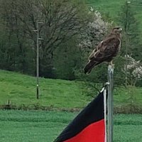 old Phönix (@oldphnix) 's Twitter Profile