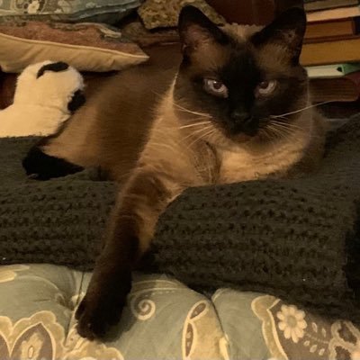 cathrynev's profile picture. None are mine. i retweet what amazes me. 🤔I used to. now mostly I retweet what makes me want to scream 😱 I am still questing for the amazing and amusing.