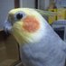 鳥大好き🐥みるく (@miruku_birdlove) Twitter profile photo 鳥大好き🐥みるく (@miruku_birdlove) Twitter profile photo