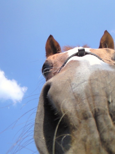 千葉県にある乗馬クラブです。
乗馬未経験の方の為の体験乗馬を開催していますのでご興味がありましたら挑戦してみてください。