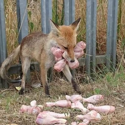 ahseute's profile picture. 20↑, 게이머(Steam, PS4, PS5, Nintendo 3DS, Nintendo Switch 1, Nintendo Switch 2). Cyberpunk 2077