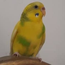 oICxac7IlsMoGs3's profile picture. 