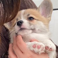 まろ眉のコパン (@kopant17) 's Twitter Profile Photo まろ眉のコパン (@kopant17) 's Twitter Profile Photo