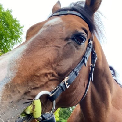 Ballydoyle Racing rider https://t.co/aNN2jCy1bJ