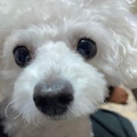 まつこ (@kind_jk_hao) 's Twitter Profile