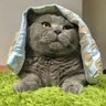 filzballjaeger's profile picture. 13 June 2009 - 03 April 2025

Brave felt ball hunter

Proud #Ambassacat for Germany
Lost but found again in 2019
Now with my brothers Einstein🌈
& Amadeus🌈