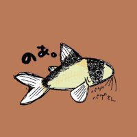 のあ。 (@noacorydoras) 's Twitter Profile Photo のあ。 (@noacorydoras) 's Twitter Profile Photo