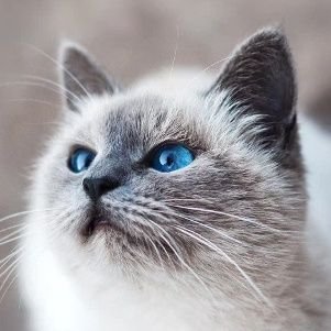 憲法改正反対☘️無党派☘️無言フォロー失礼します🙇
人も動物も、幸せに暮らせる社会になりますように🌠
私が作った画像や動画は、護憲活動にご活用ください(断りは不要です)