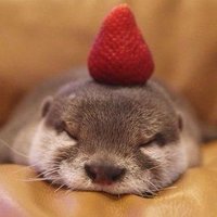 ひだりのカワウソ (@hidarikawauso) Twitter profile photo