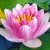 Lotus… (@lotus96653569) Twitter profile photo Lotus… (@lotus96653569) Twitter profile photo