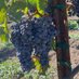 NapaVintner_WineLover (@lovenapawine) Twitter profile photo NapaVintner_WineLover (@lovenapawine) Twitter profile photo