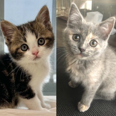 猫チーム(♀):ブリティッシュショートヘア(ネム♀)とマンチカン(こたろう♂)のにゃんこ よろしくお願いします! お魚T(♂息子):https://t.co/uo3hKobSKe 野球T(♂夫):https://t.co/zRFEQYPGM5