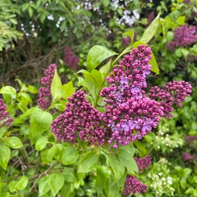 cazzaems's profile picture. 