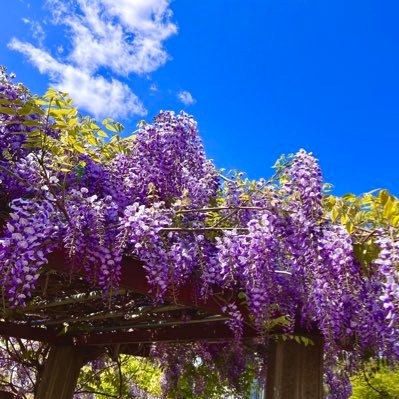 uta_u5's profile picture. 逆CPリバ苦手のガチ固定派腐ったたまにコスプレイヤーの大人ゴリラ。FFⅤ(バッツ)とOP(エース)中心に🌸村を浴びながらワと刀の江派に翻弄されつつ伯暴🖤❤️に頭抱えてる