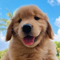 Puppies(@PupsPhotos) 's Twitter Profile Photo