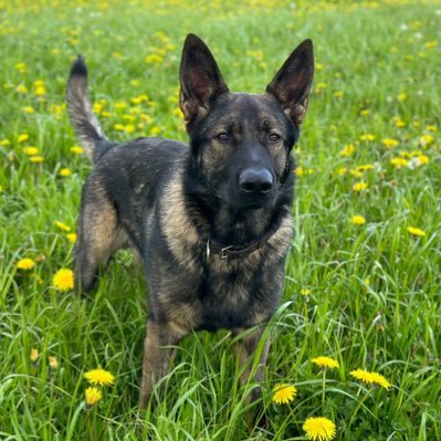 Puppy walkers for Police dogs, all opinions and expressions are my own. 🙂