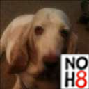 basset hounds are great!!!!!!!!!!!!!!!!!!!!