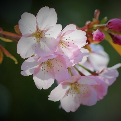 訪問いただきありがとうございます🙇‍♂️
北海道の花を投稿してます。