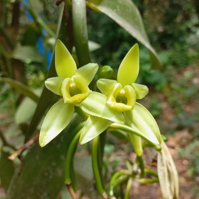 afrifakwaku's profile picture. Field Consultant|Forester|Resources Management|Agrisilvopastoral|Vanilla Tech|Climate Change|Land Rehabilitation|Vetiver Tech|Broussonetia papyrifera Tech|SDGs