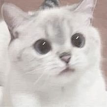 aiiqzl01's profile picture. 