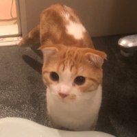 ニャンピョウ (@nyanpyo13) 's Twitter Profile